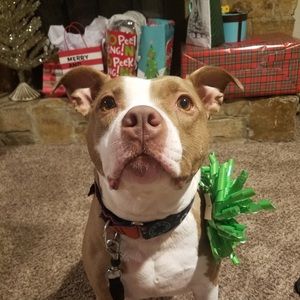 Meet your Posher, Phoenix